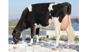 3eme lactation - GAEC BODIER - 44 - Mere de Facetie - Broutante